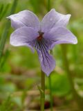 Viola epipsila. Цветок. Мурманская обл., Североморский р-н, окр. пос. Сафоново, пойменный березняк. 12.06.2009.