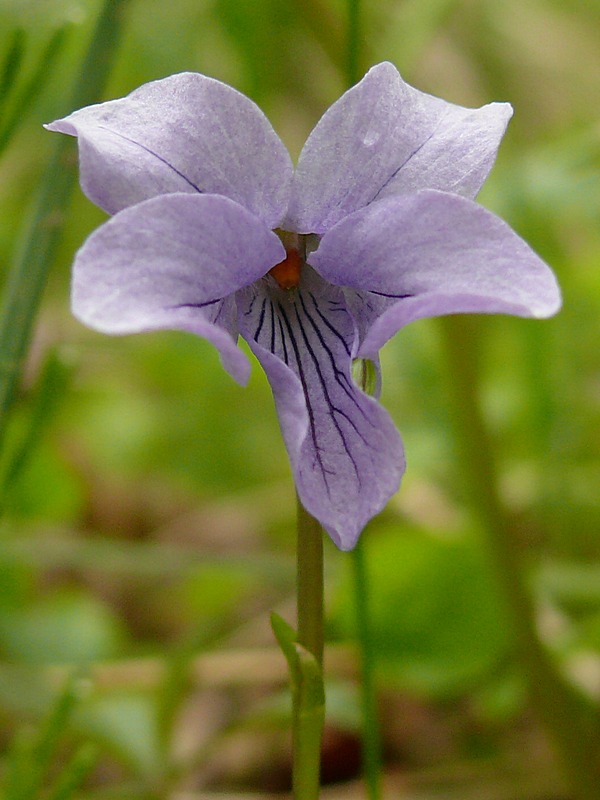 Изображение особи Viola epipsila.