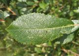 Salix myrsinifolia. Лист. Московская обл., Лотошинский р-н, окр. дер. Савостино. 04.08.2013.