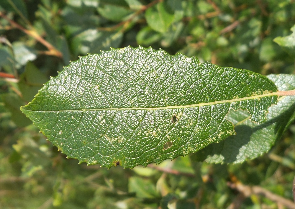 Image of Salix myrsinifolia specimen.