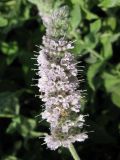 Mentha longifolia