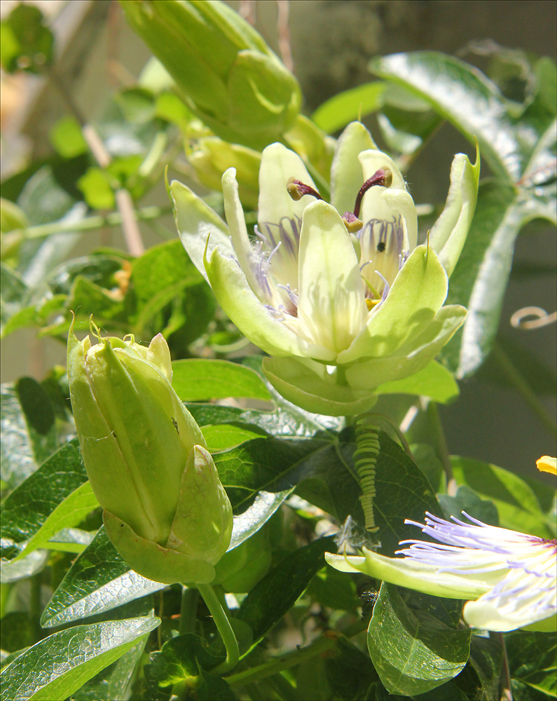 Image of Passiflora caerulea specimen.