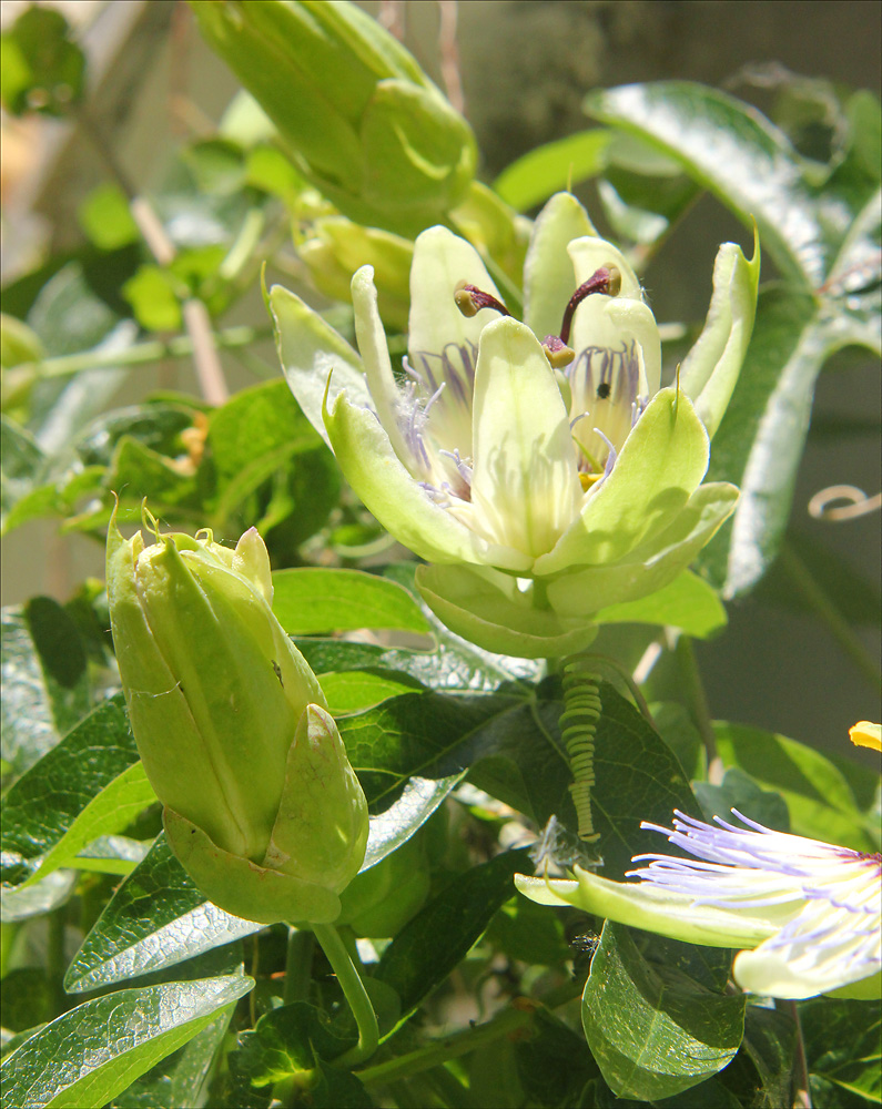 Изображение особи Passiflora caerulea.