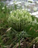 Daucus carota. Соплодие с незрелыми плодами. Украина, г. Киев, Южная Борщаговка, ул. Булгакова, берег пруда. 17 июля 2013 г.