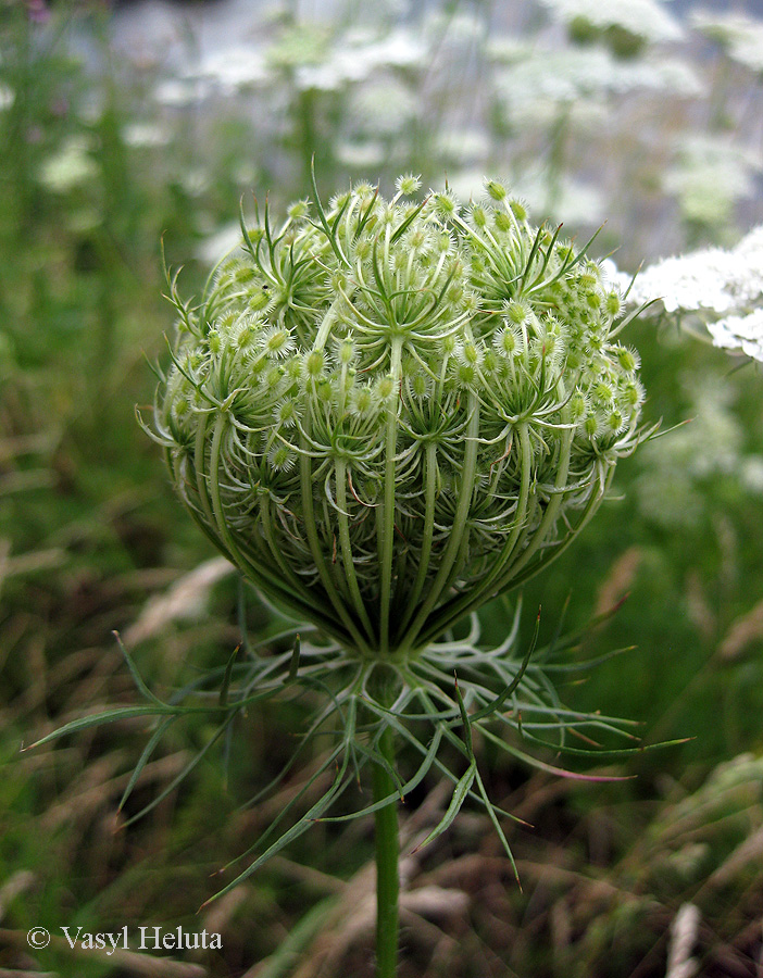 Изображение особи Daucus carota.