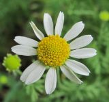 Anthemis cotula