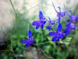 Delphinium consolida