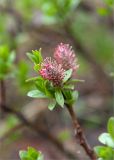 Salix myrsinites. Верхушка веточки с мужскими серёжками. Мурманская обл., Кольский п-ов, Хибины, подножие у южного склона массива Кукисвумчорр. 17.06.2013.