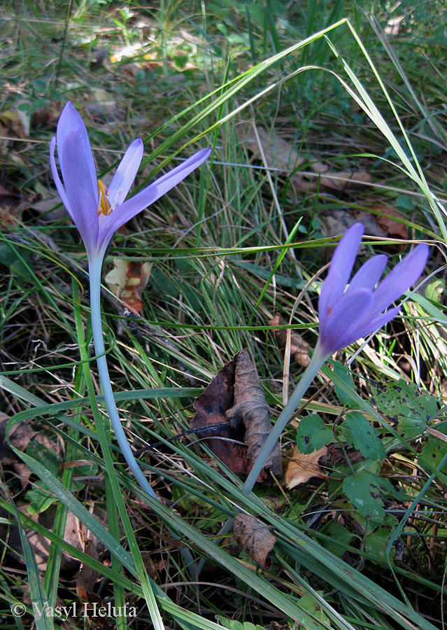 Изображение особи Colchicum autumnale.