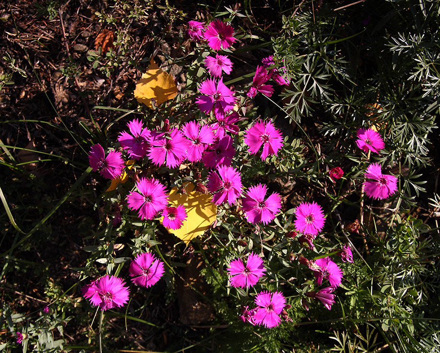 Изображение особи Dianthus versicolor.