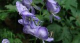 Aconitum fischeri. Часть соцветия растения. Камчатский край, Елизовский р-н, окр. г. Петропавловск-Камчатский, южный склон сопки, каменноберезник. 24.06.2013.