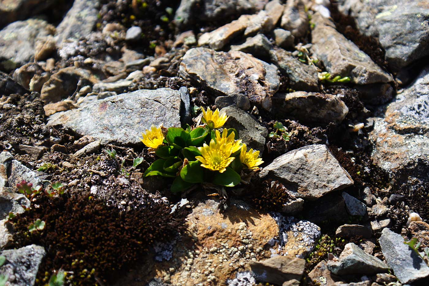 Image of Oxygraphis glacialis specimen.