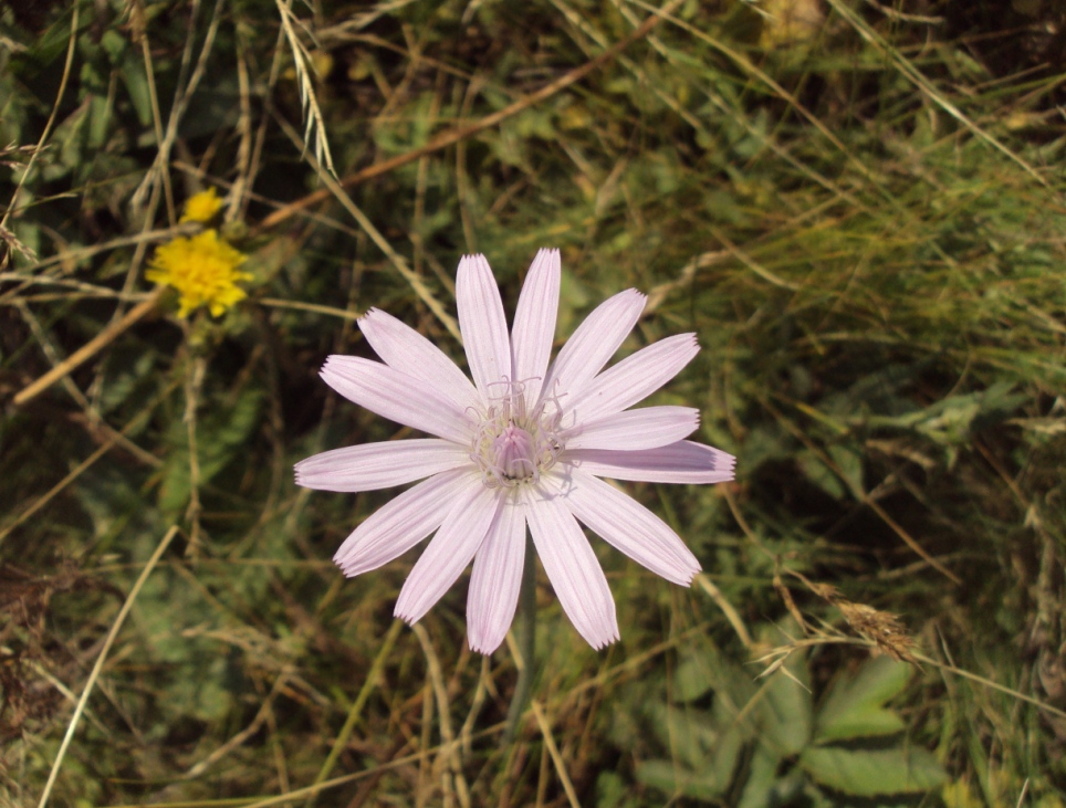 Image of Scorzonera rosea specimen.