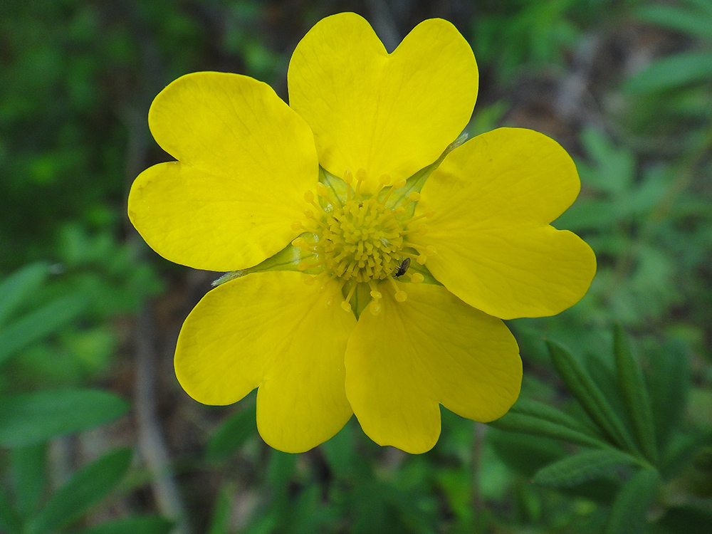 Image of Dasiphora fruticosa specimen.