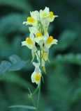 Linaria vulgaris