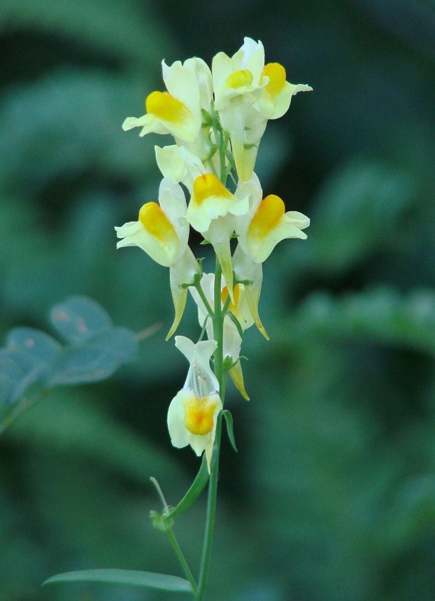 Изображение особи Linaria vulgaris.