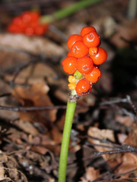 Изображение особи Arum maculatum.