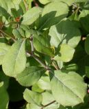 Ceratostigma plumbaginoides. Средняя часть побега. Германия, г. Дюссельдорф, Ботанический сад университета. 14.08.2013.
