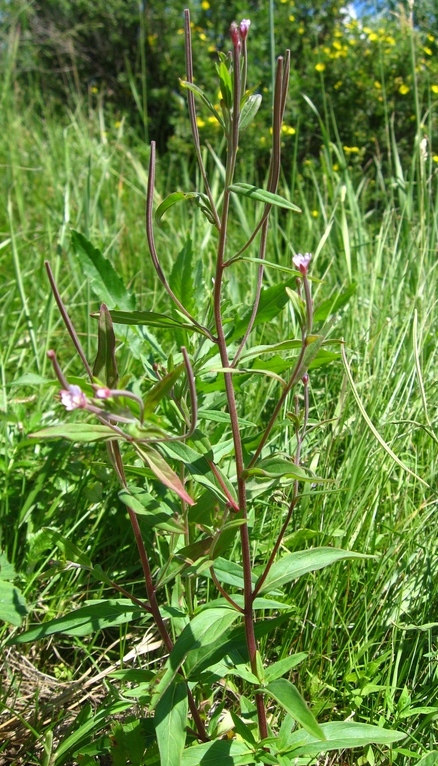 Image of Epilobium fastigiato-ramosum specimen.