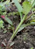 Lobelia cardinalis