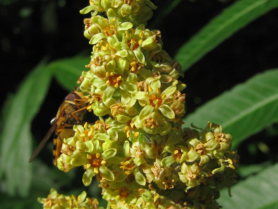 Image of Rhus typhina specimen.