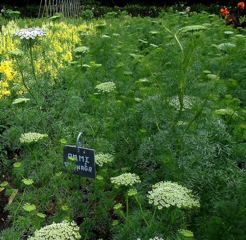 Image of Visnaga daucoides specimen.