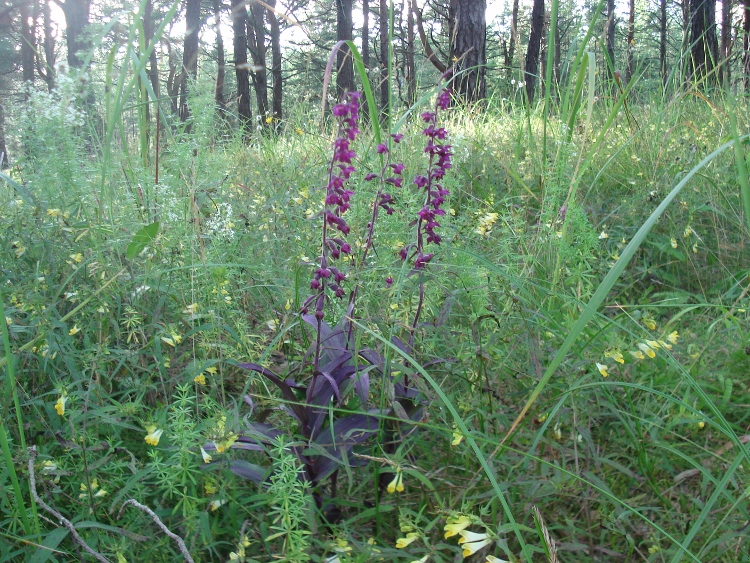 Image of Epipactis atrorubens specimen.