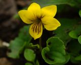 Viola biflora