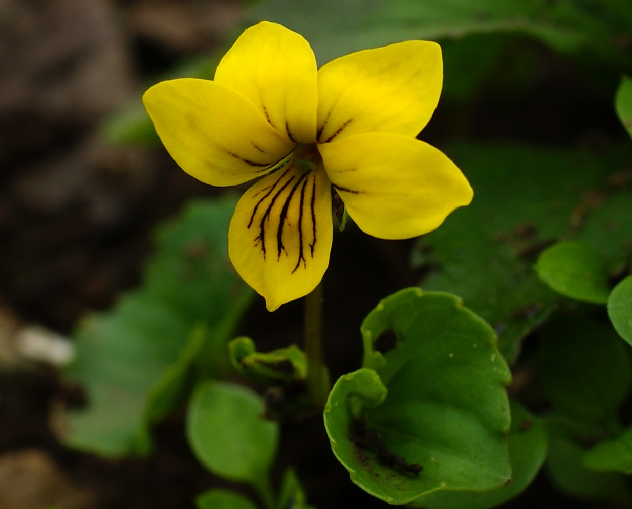 Изображение особи Viola biflora.