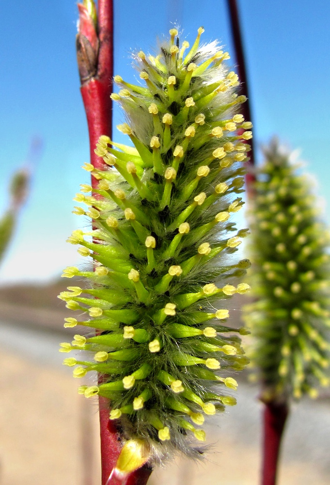 Изображение особи Salix acutifolia.