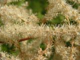 Aruncus dioicus. Часть соцветия. Хабаровский край, Ванинский р-н, окр. пос. Высокогорный. 06.07.2013.