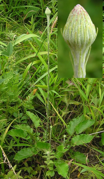 Image of Leibnitzia anandria specimen.