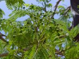 Delonix regia. Верхушка побега с бутонами. Египет, окр. Марса-Алама, в культуре. 26 апреля 2010 г.