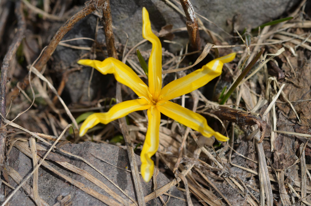 Изображение особи Colchicum luteum.