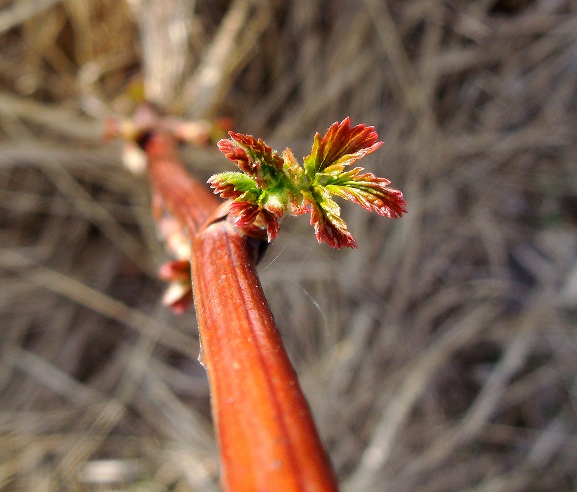 Image of Rubus idaeus specimen.