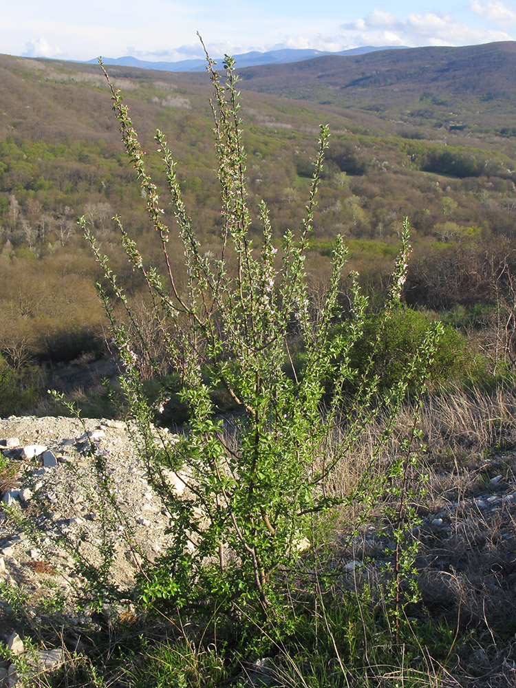 Image of Malus orientalis specimen.