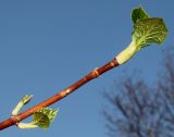 Hydrangea petiolaris. Ветка с молодыми побегами. Германия, г. Дюссельдорф, Ботанический сад университета. 13.03.2014.
