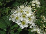Spiraea chamaedryfolia
