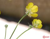 Ranunculus acris