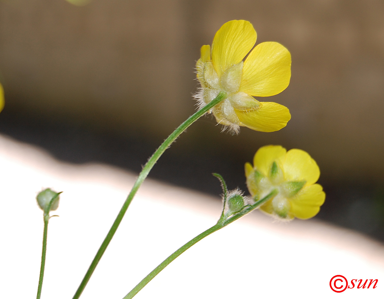 Изображение особи Ranunculus acris.