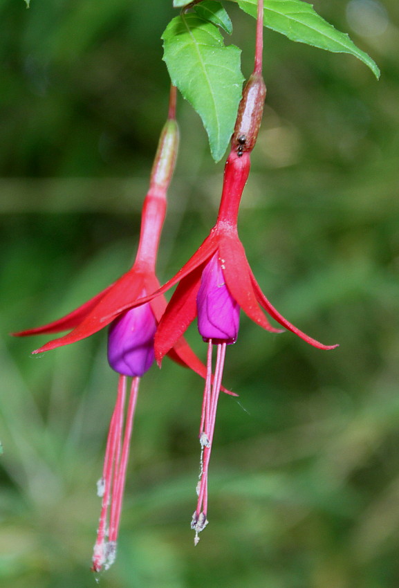 Изображение особи Fuchsia magellanica.