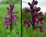 Anacamptis morio ssp. caucasica