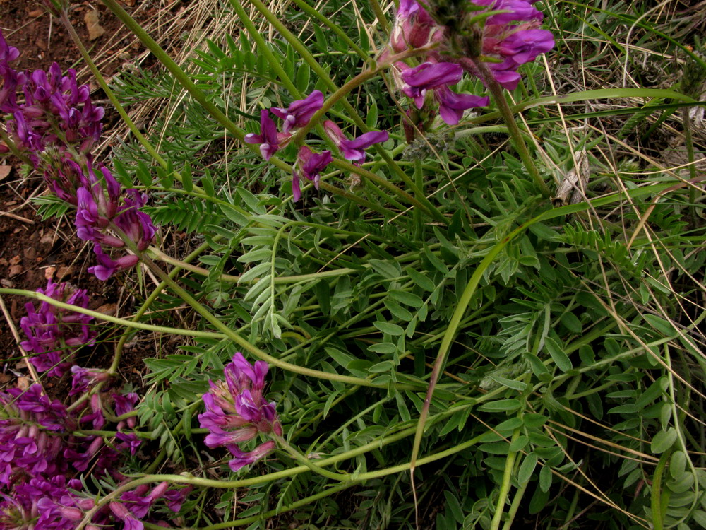 Image of Oxytropis ammophila specimen.