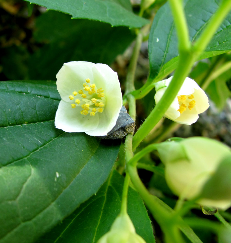 Изображение особи Philadelphus caucasicus.