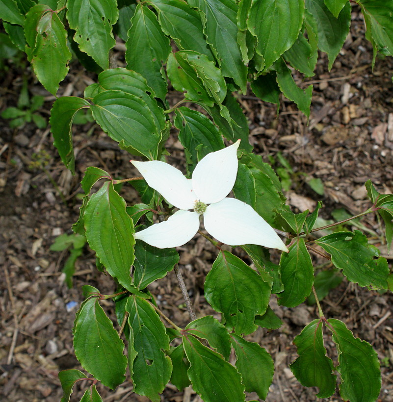 Изображение особи Cynoxylon kousa.