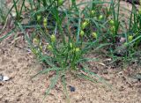 Carex hirta. Цветущие и плодоносящие растения на песчаном пляже. Псковское озеро, остров Верхний. 14.06.2014.