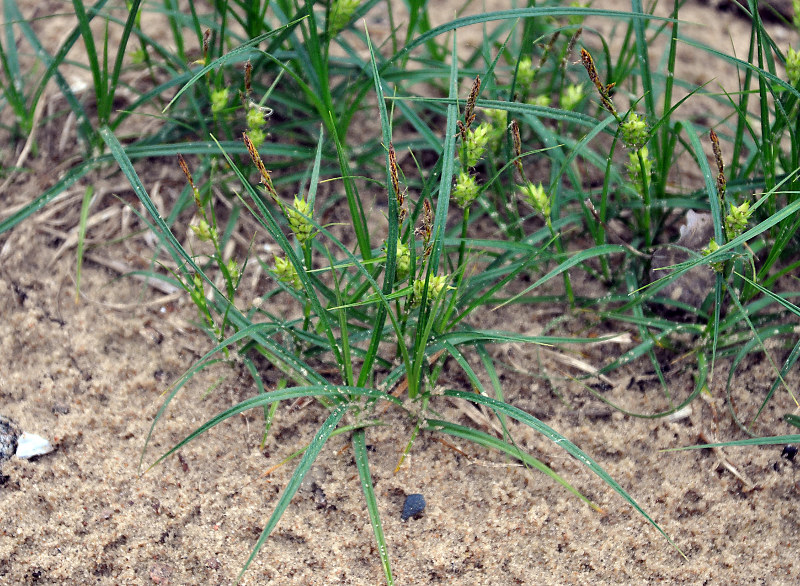 Изображение особи Carex hirta.