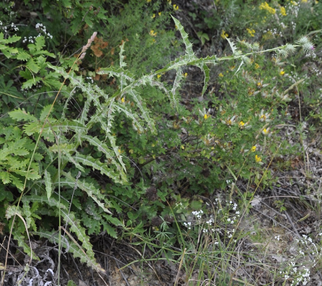 Image of Lamyra stricta specimen.