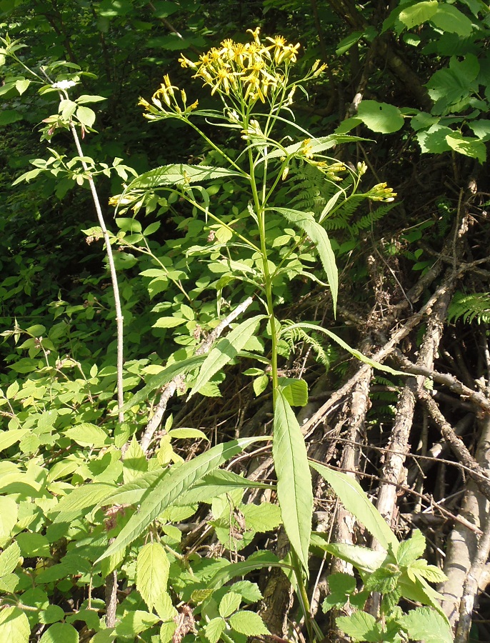 Изображение особи Senecio ovatus.