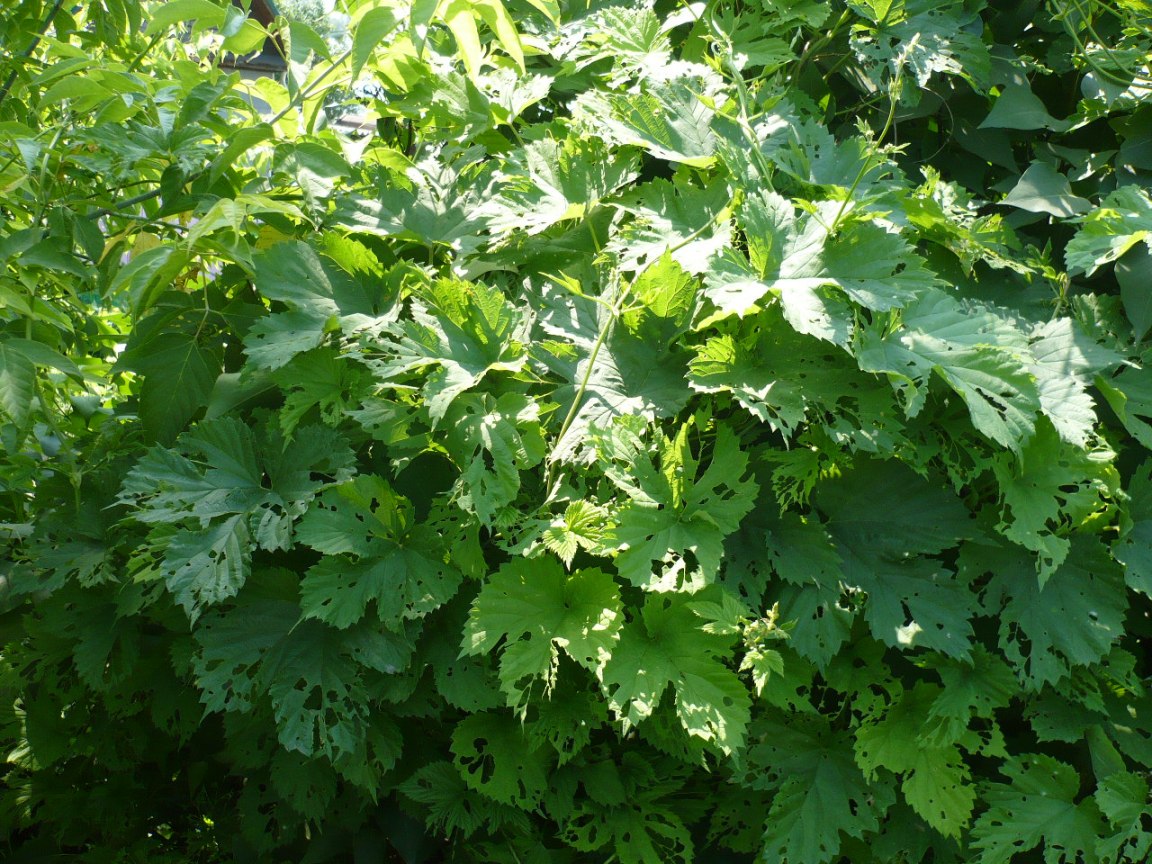 Image of Humulus lupulus specimen.